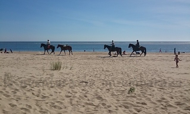 photo paseo-caballo-playa_zpsvvpgs72p.jpg
