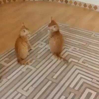  photo cats-fighting-giphy_zps90nngi7k.gif